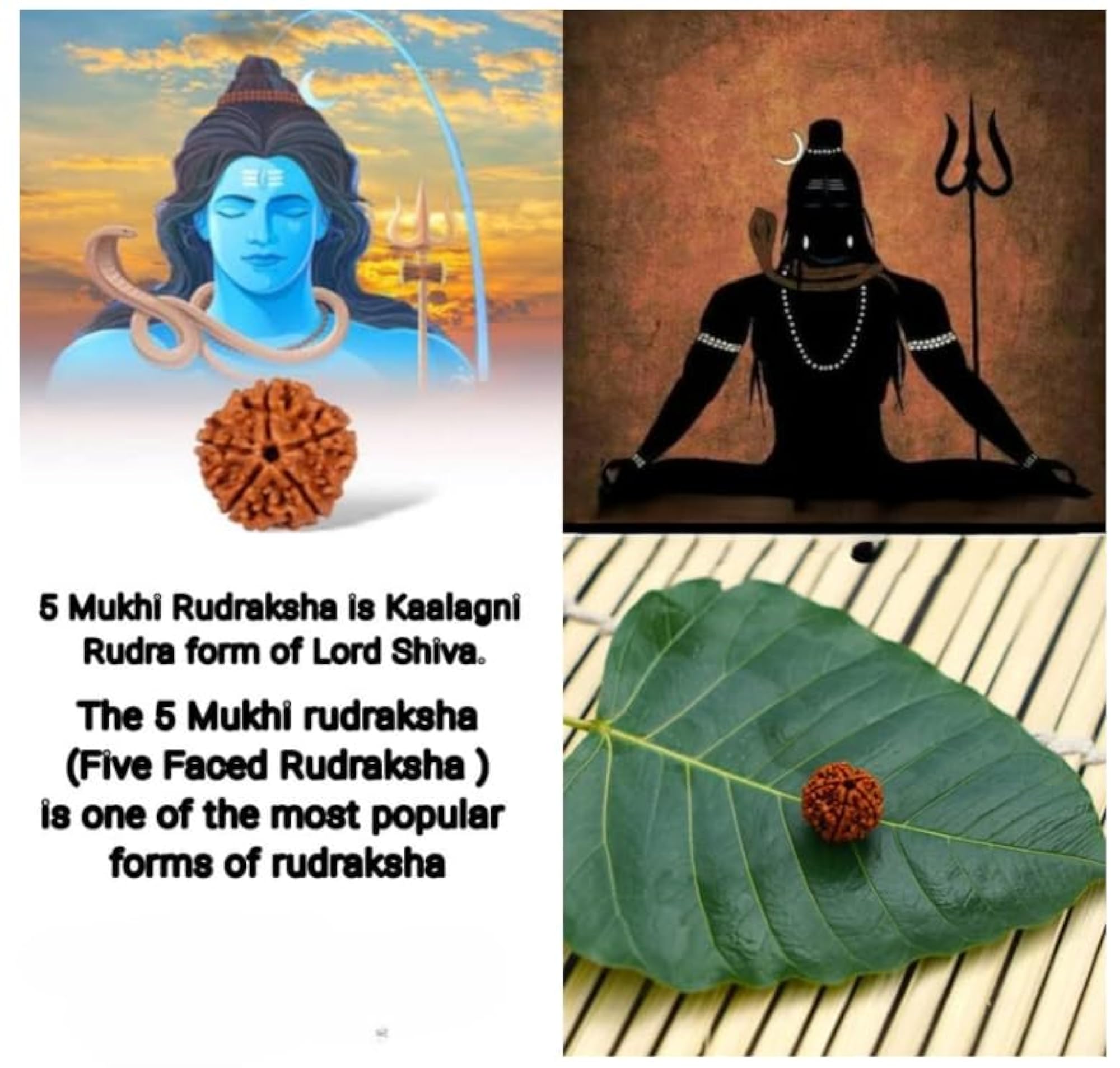 5 Mukhi Rudraksha Pendant Necklace with Sterling Silver Caps